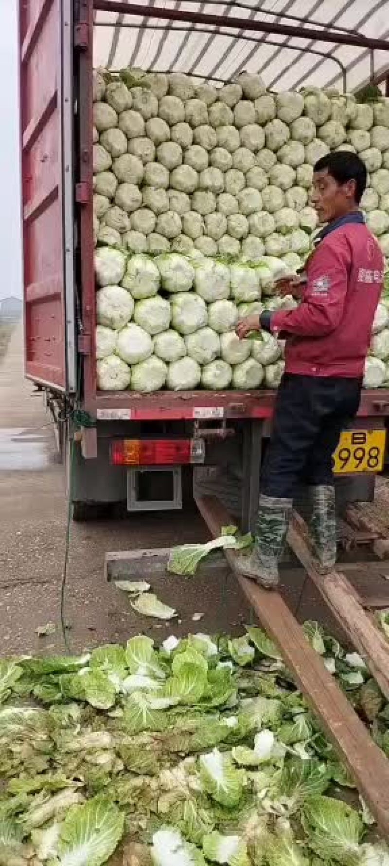 岳阳精品黄心大白菜，质量保证。