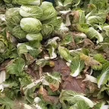 岳阳精品黄心大白菜，质量保证。