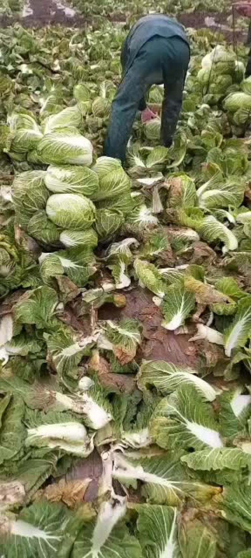 岳阳精品黄心大白菜，质量保证。