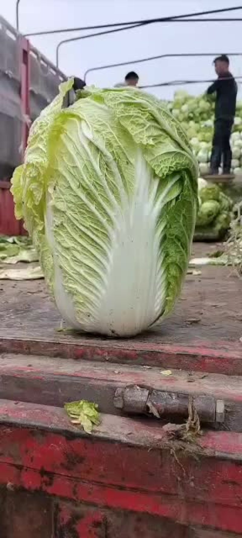 岳阳精品黄心大白菜，质量保证。