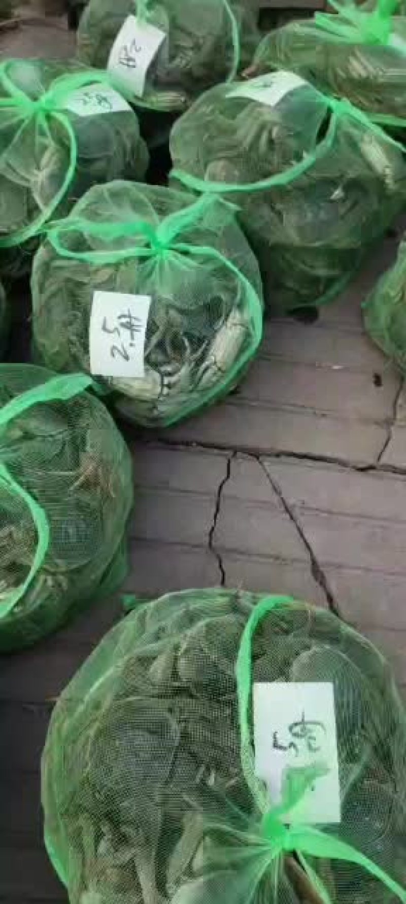 大闸蟹今年已经大量上市要货的来与我联系大量供应