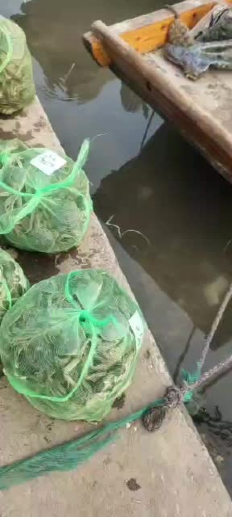 大闸蟹今年已经大量上市要货的来与我联系大量供应
