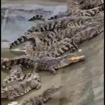 鳄鱼专业人工养殖基地