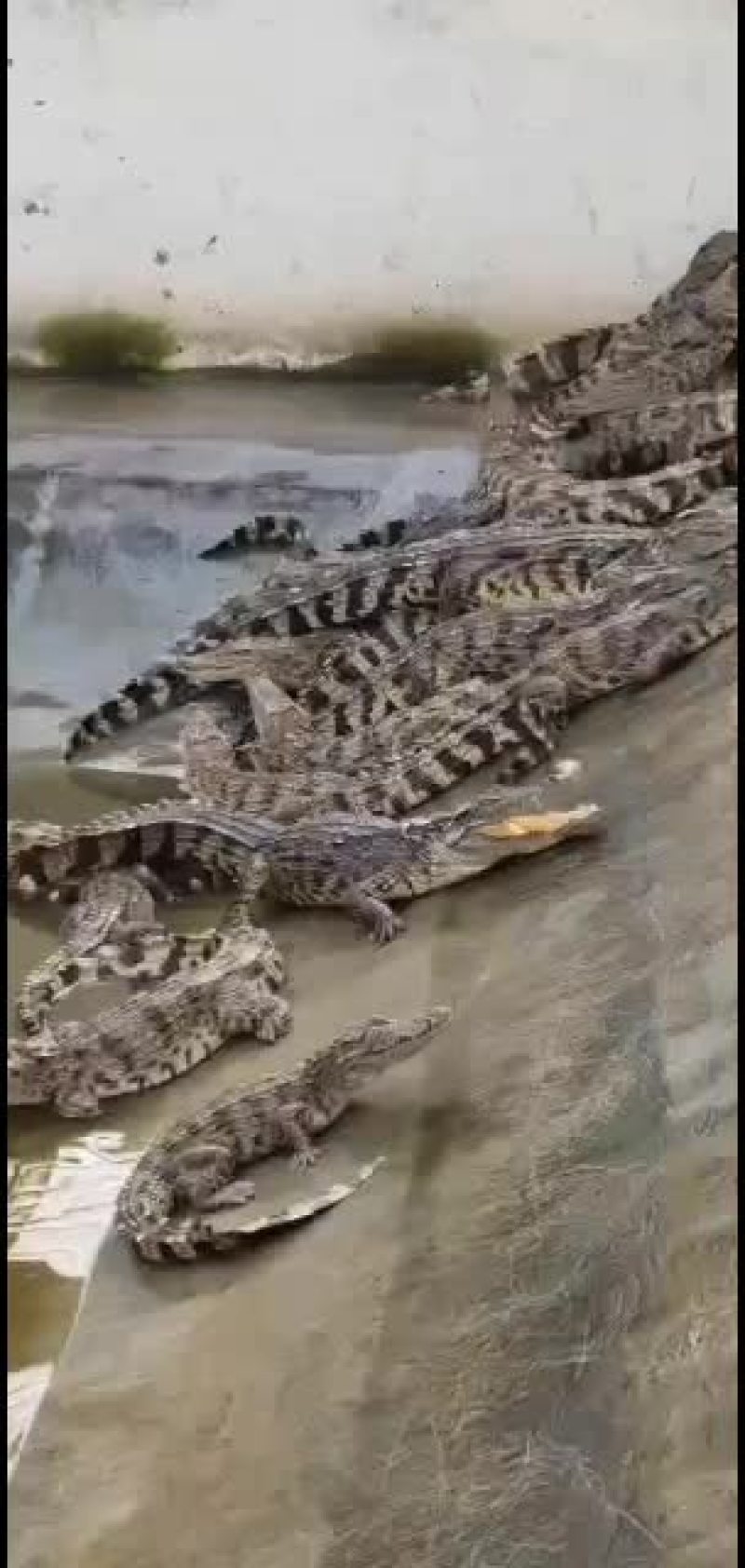 鳄鱼专业人工养殖基地