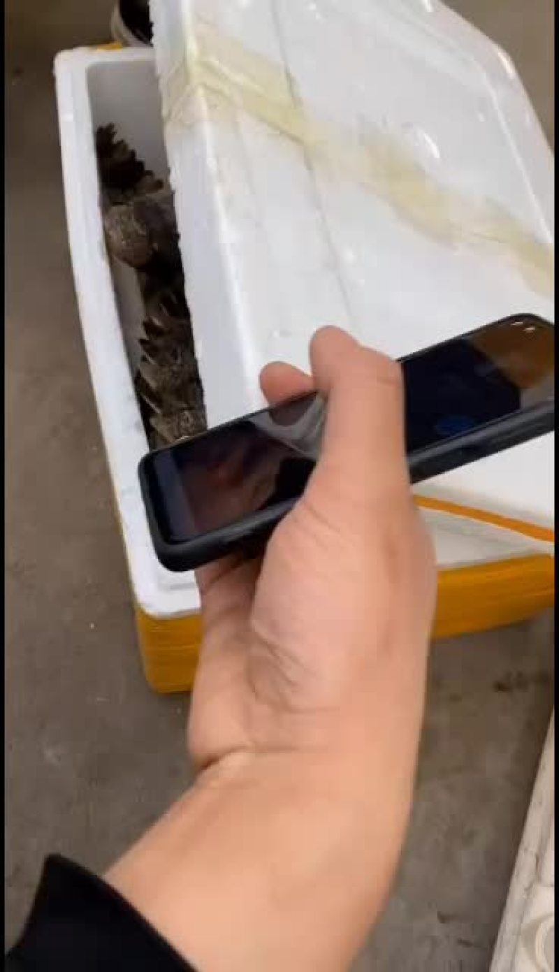 鳄鱼专业人工养殖基地