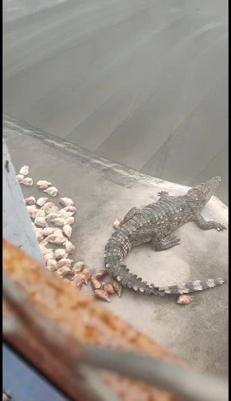 鳄鱼专业人工养殖基地
