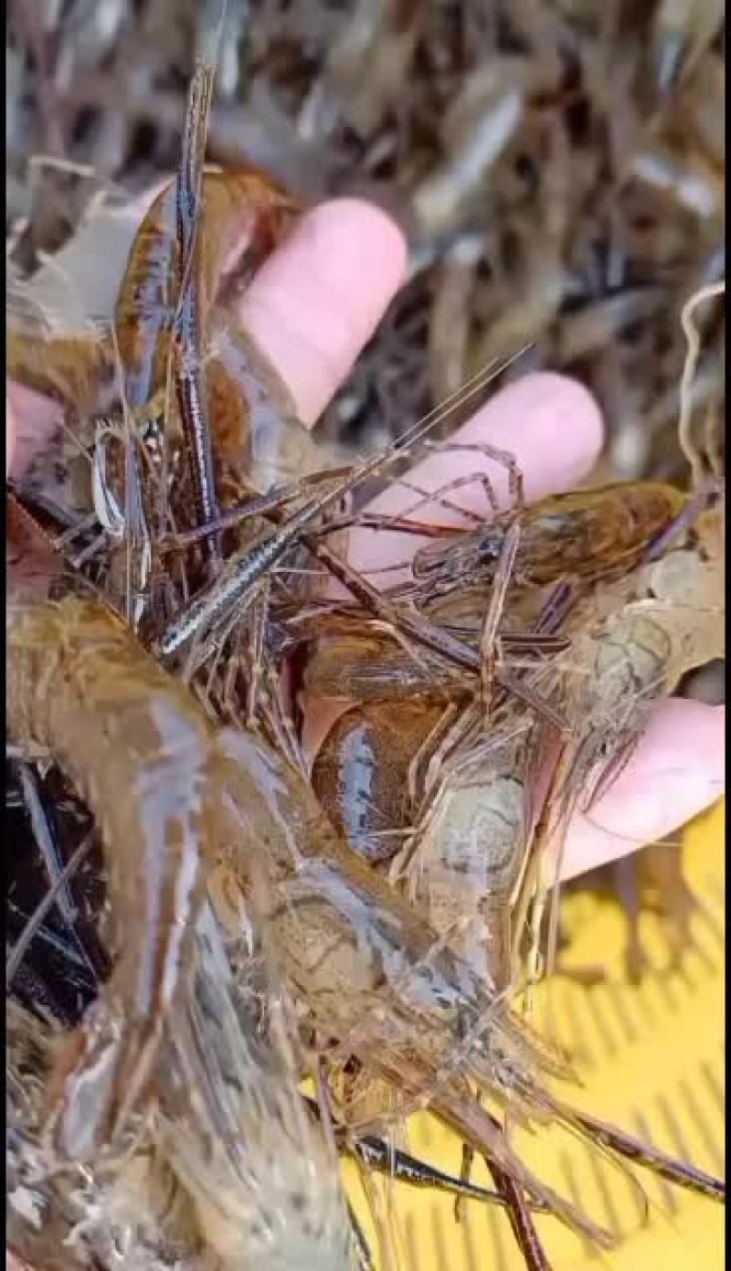 全生态河边大小河虾子