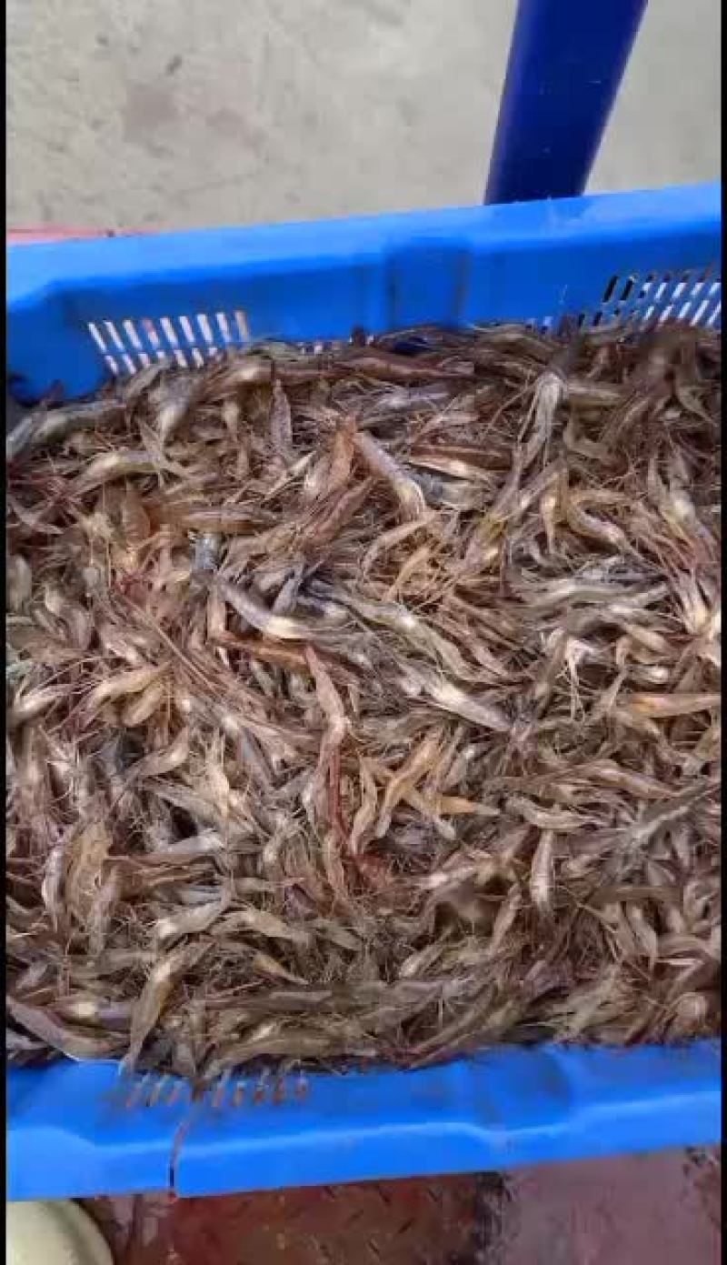 全生态河边大小河虾子