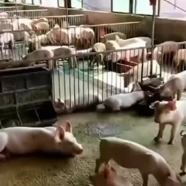 长期供应优质外三元长白猪