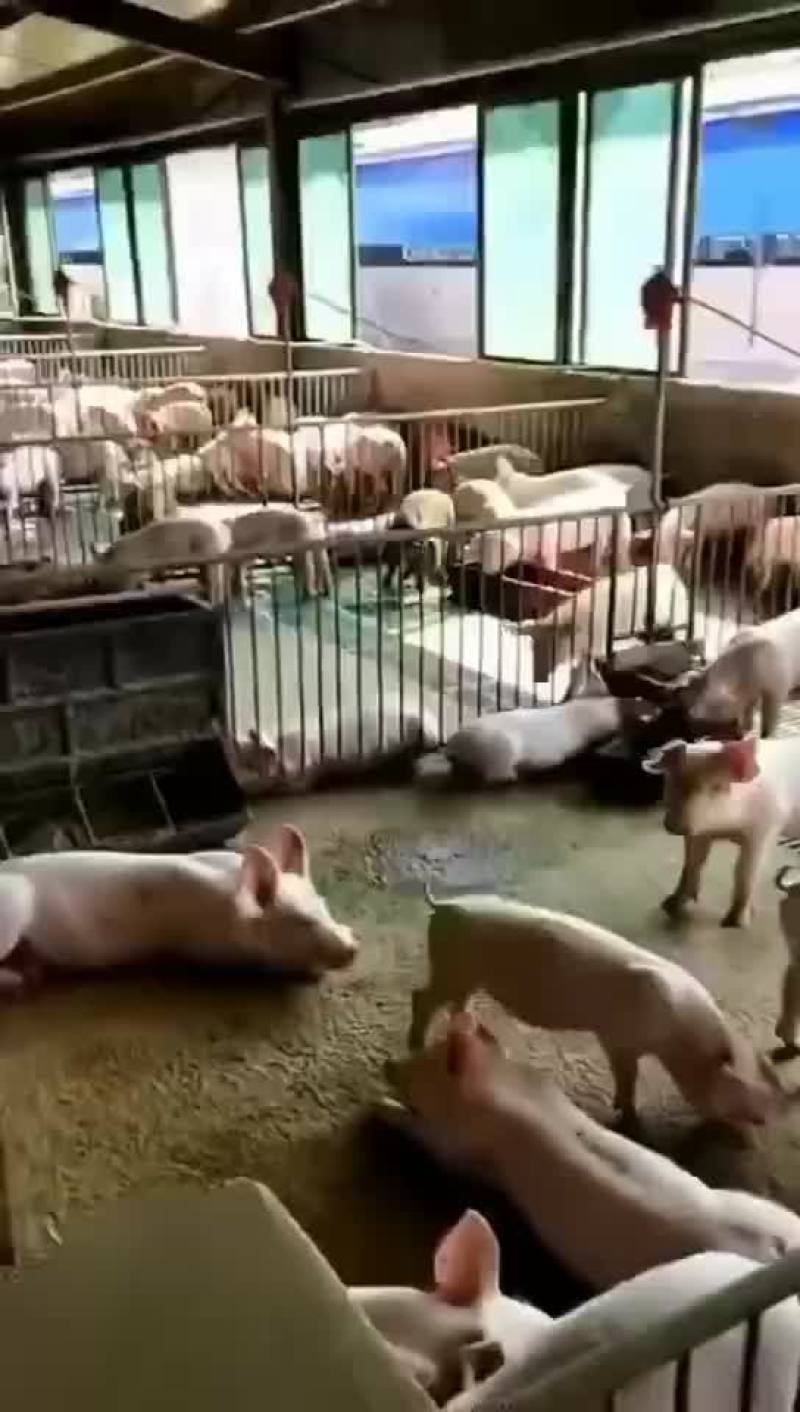 长期供应优质外三元长白猪