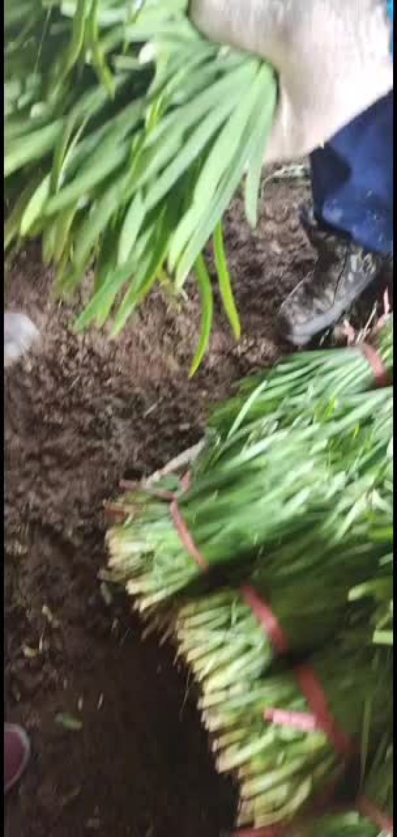黑山韭菜大量有货，产地直销，货源充足，质量好，价格低。