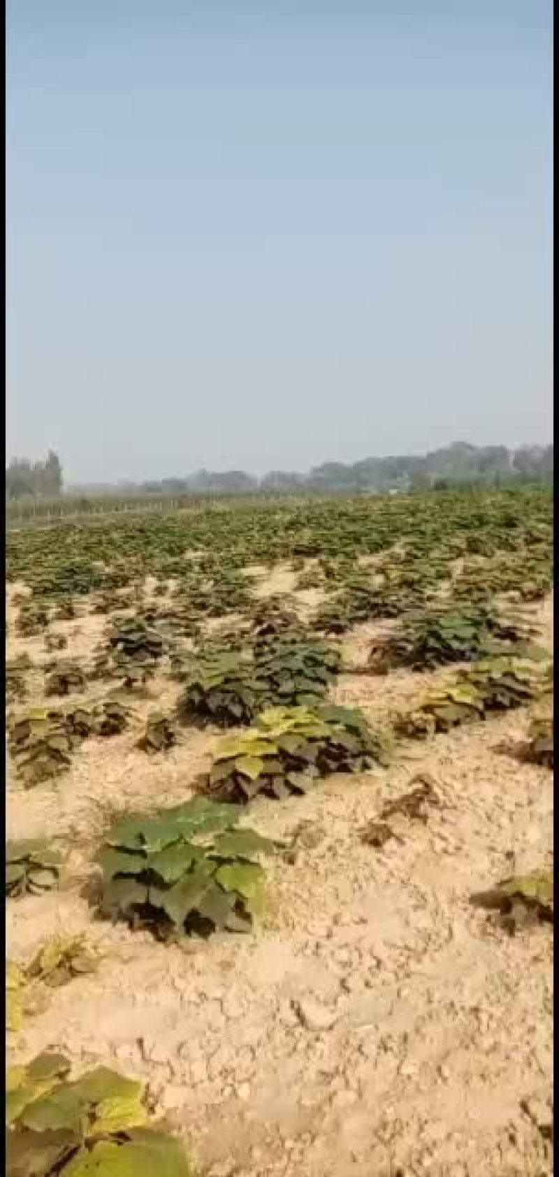 百亩楸树苗成熟，价格详谈