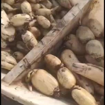 藕瓜小藕瓜长期供货!