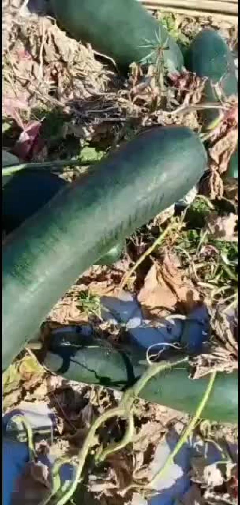 降价才出手黑皮吊冬瓜