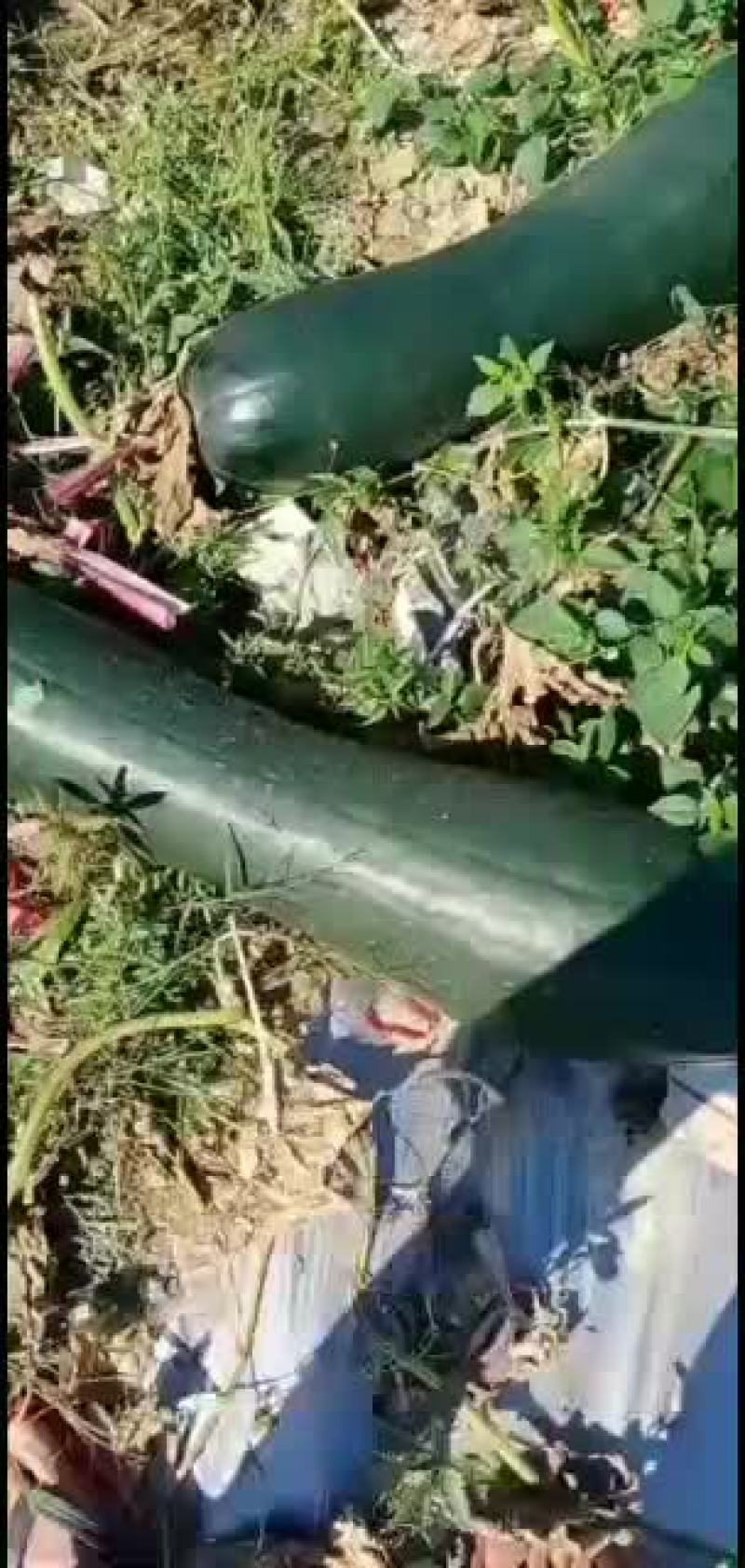 降价才出手黑皮吊冬瓜