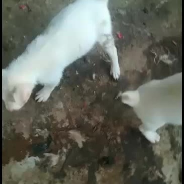 专业下司犬养殖，祝老铁们，牛年快乐，身体健康，财源广进！