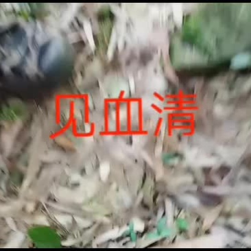 矮脚见血清大山里野生货效果更佳