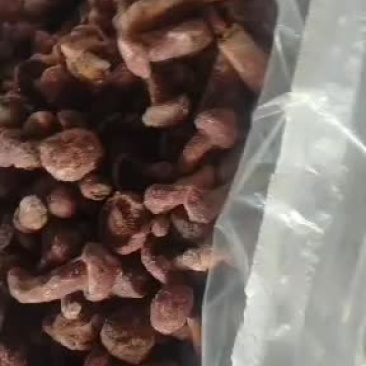鲜冻红松蘑菇红松丁红蘑原汁原味