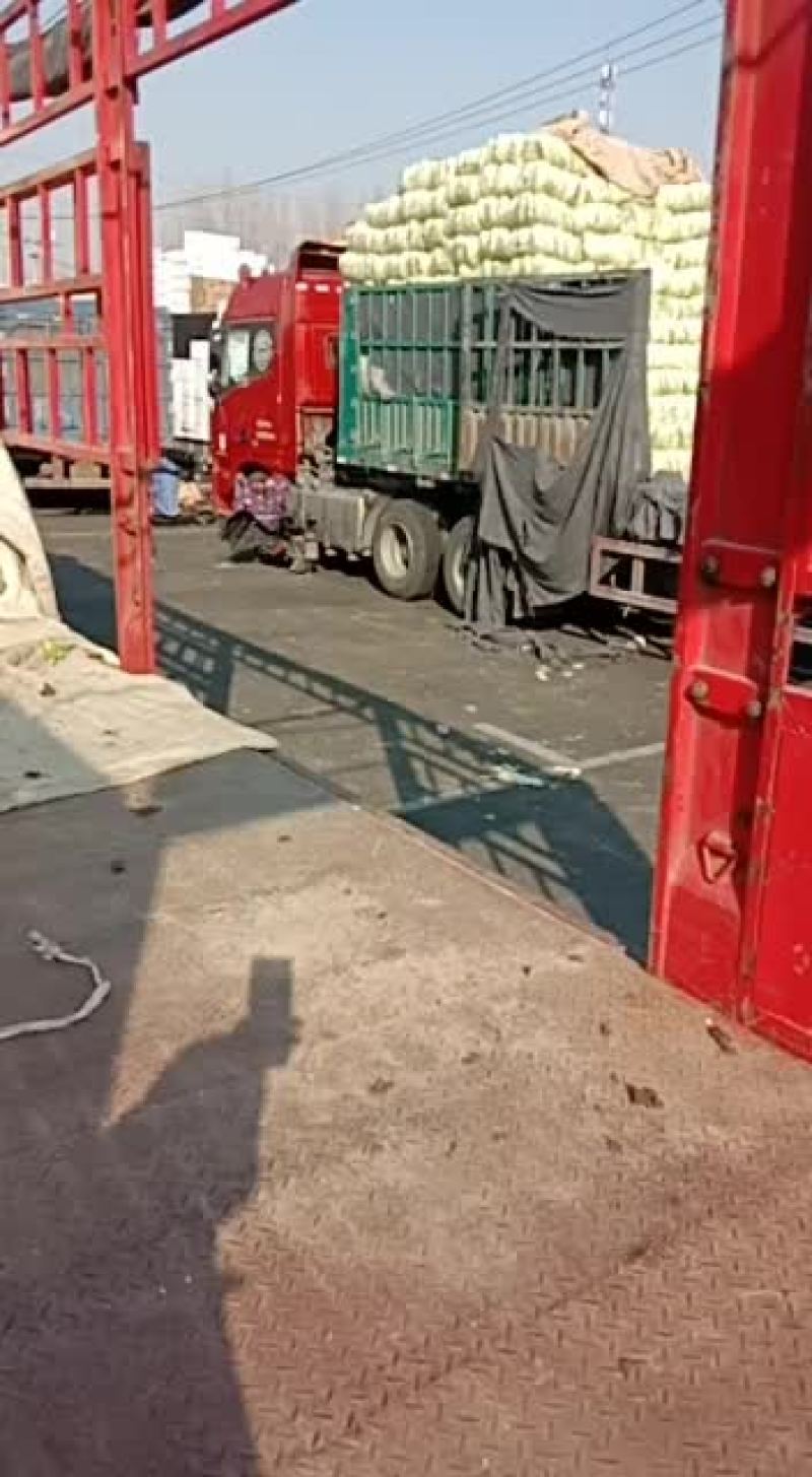 代卖代购各种疏菜水果欢迎广大客商与种植大户採购商通过平台