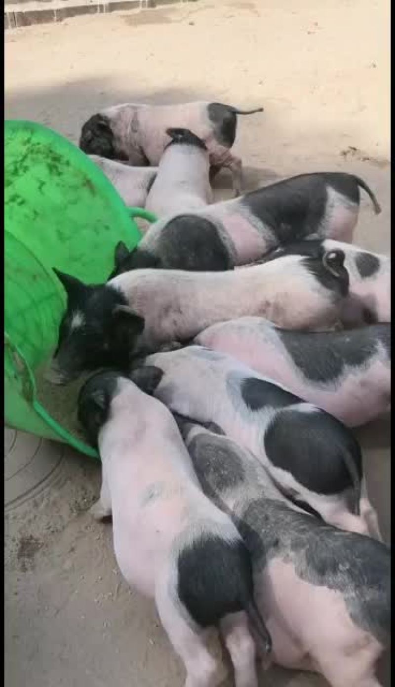 巴马香猪，出售中，要的联系