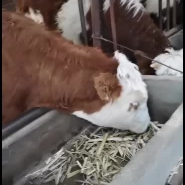 小牛，肉牛，西门塔尔牛