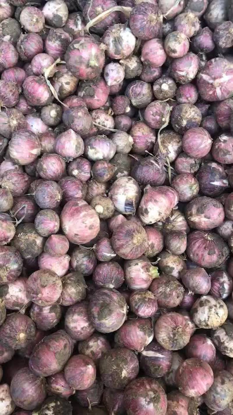 云南红皮大蒜，红香蒜