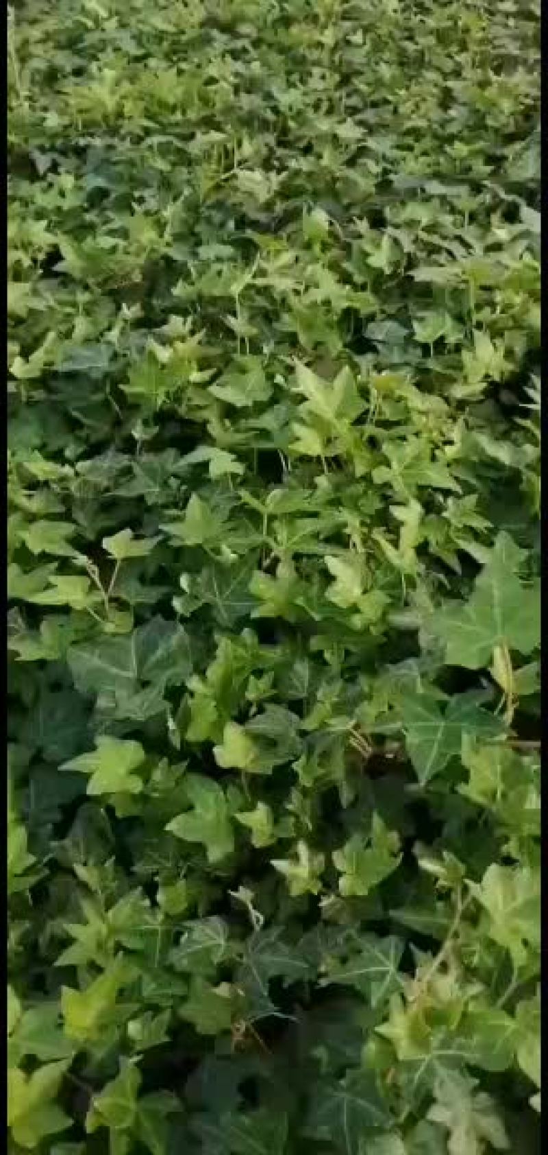 常春藤绿化苗，质量好
