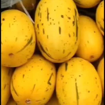哈密瓜，黄流星脆甜可口