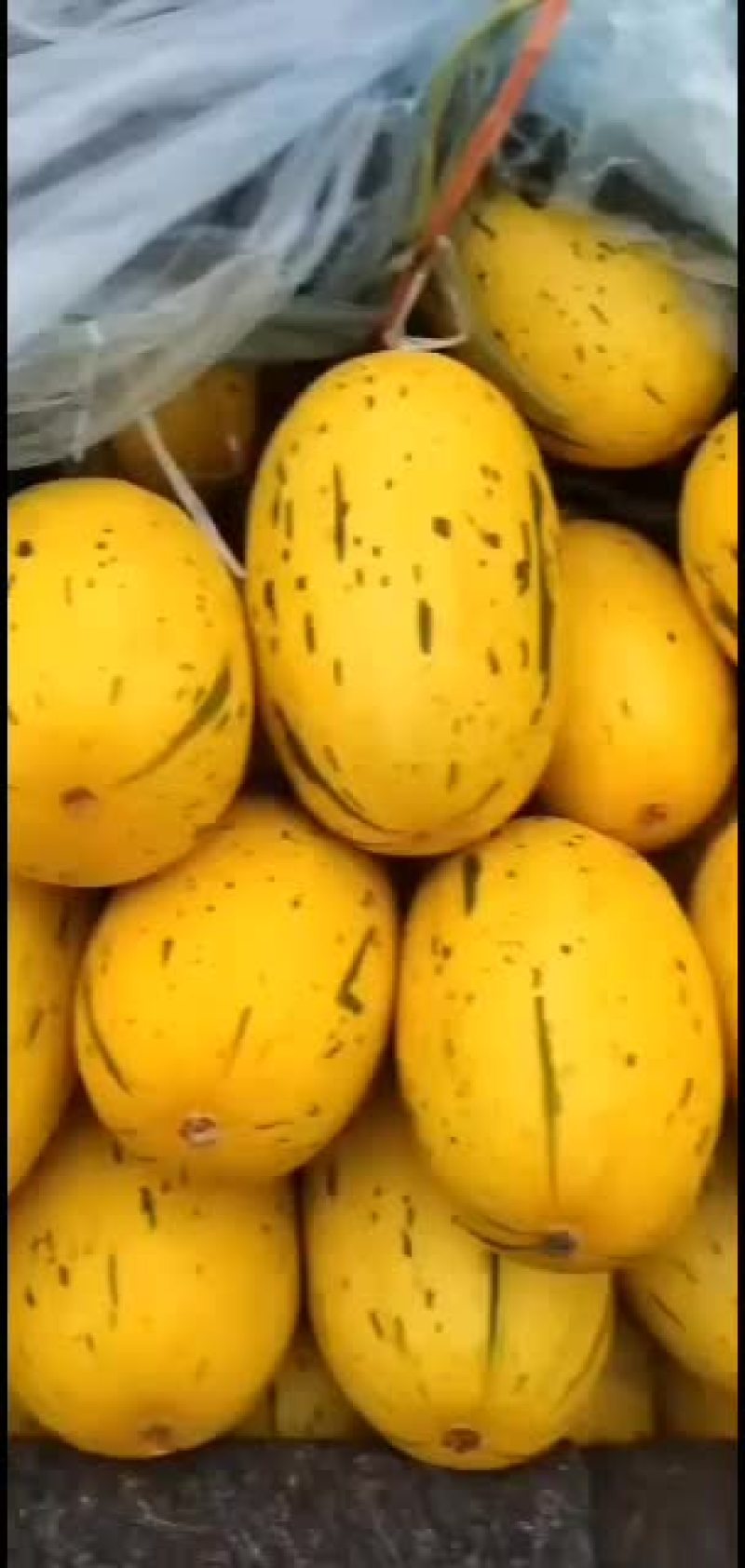 哈密瓜，黄流星脆甜可口