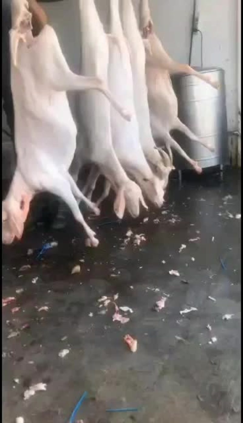 羊白条，鲜羊肉，纯干无水。全国配送，需要的联系