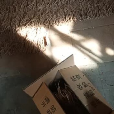 小李农家乐潞党参装箱中