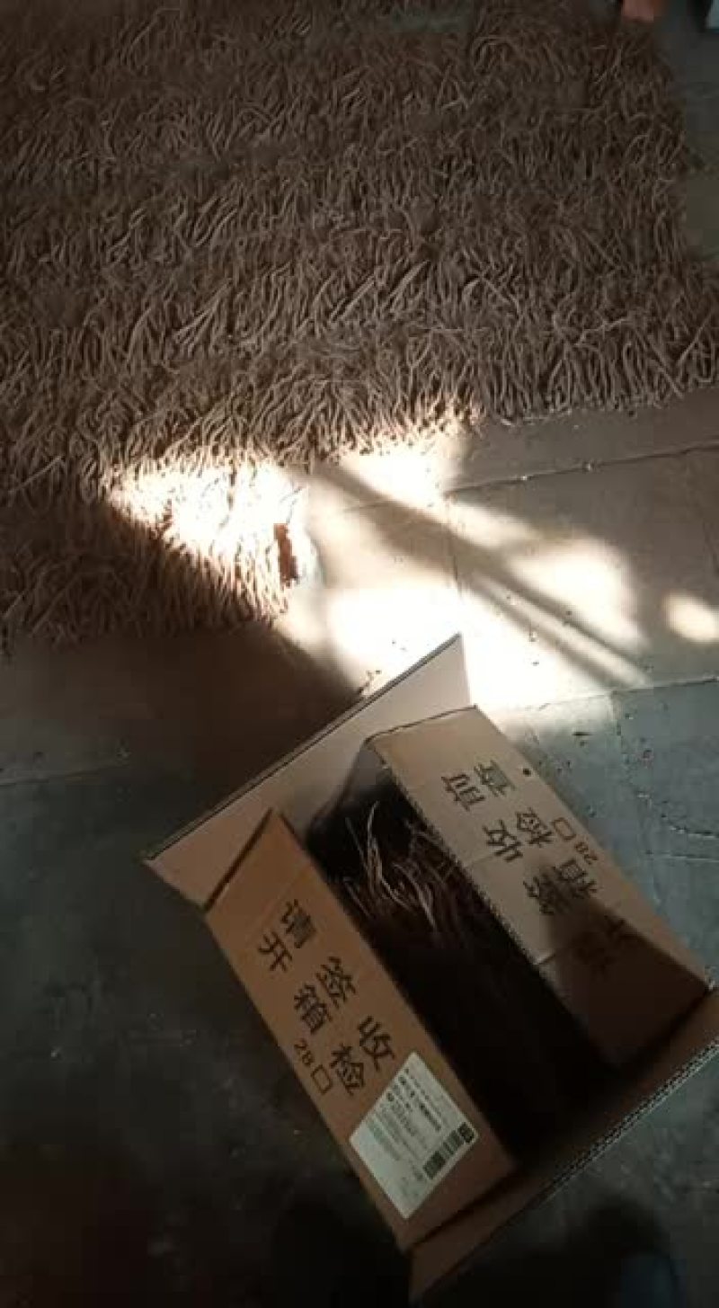 小李农家乐潞党参装箱中