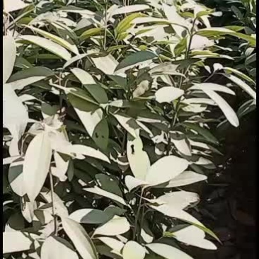 肉桂苗，香料，药材一身的好苗，品质保证。