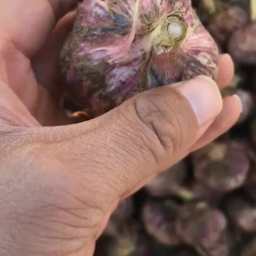 云南大蒜，红香蒜，分蒜，多瓣蒜