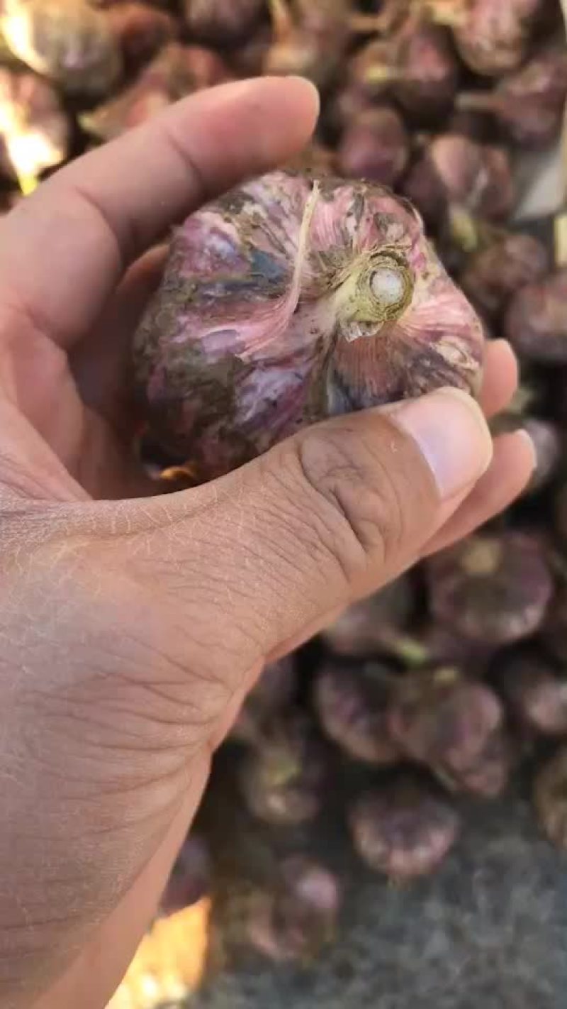 云南大蒜，红香蒜，分蒜，多瓣蒜