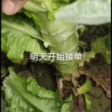 精品莴苣精品精品精品莴笋
