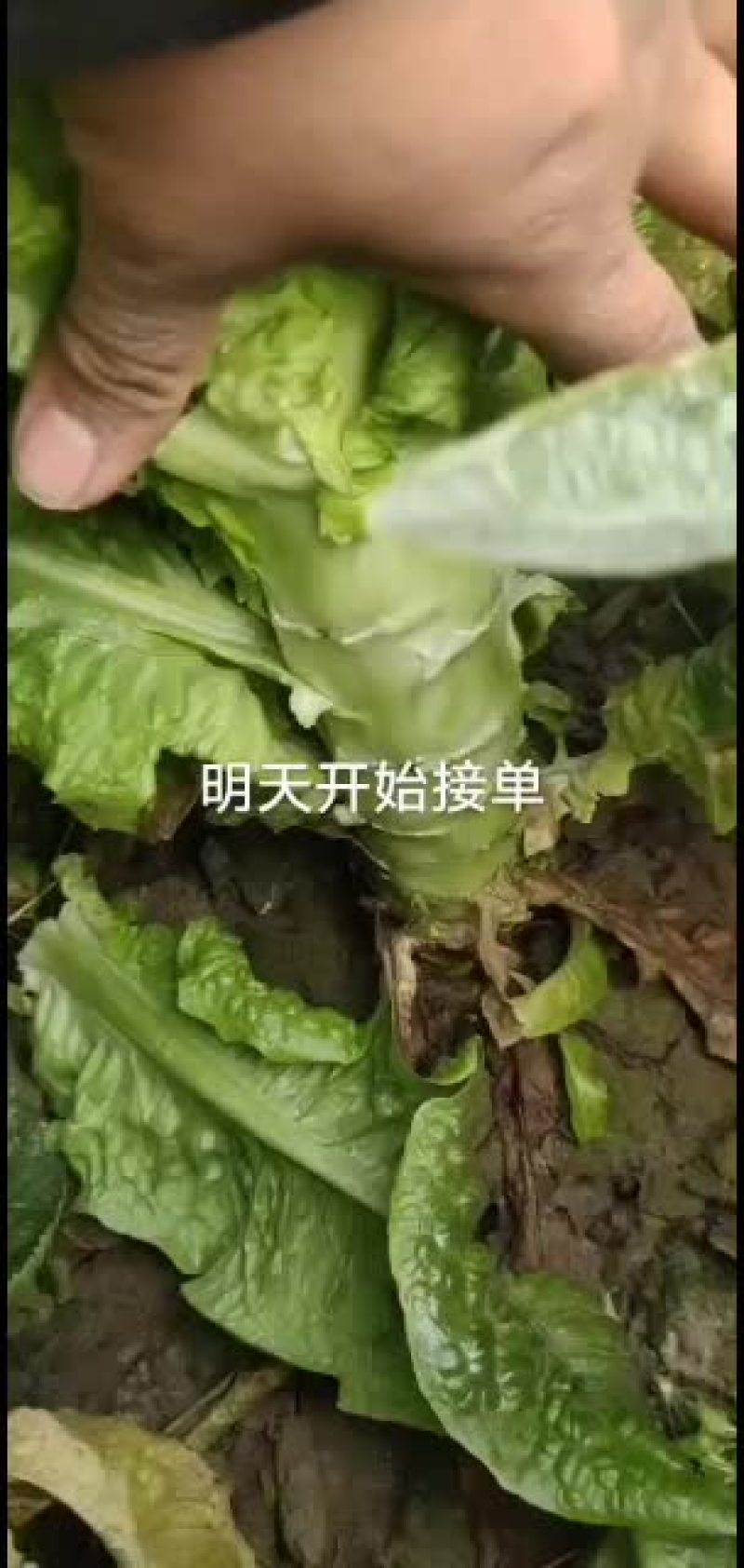 精品莴苣精品精品精品莴笋
