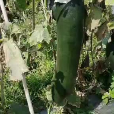 1元的吊冬瓜长这个样