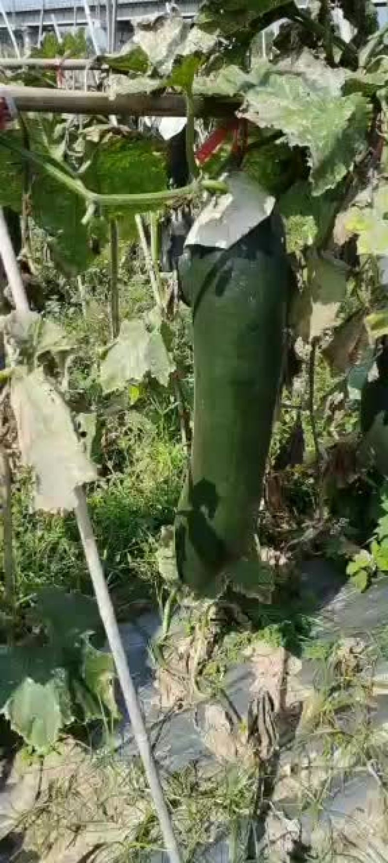 1元的吊冬瓜长这个样