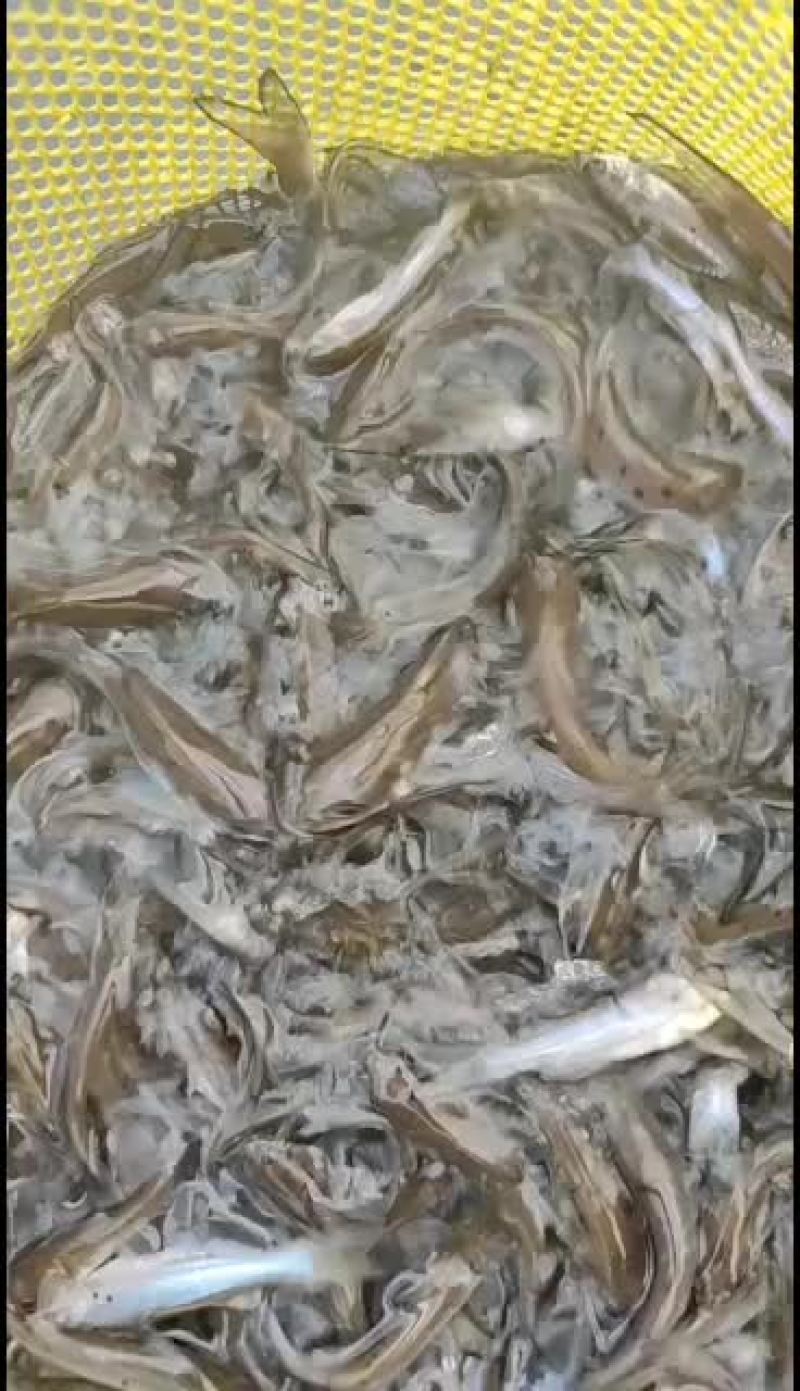 斑点叉尾鮰鱼苗+技术指导+基本直供+全国发货