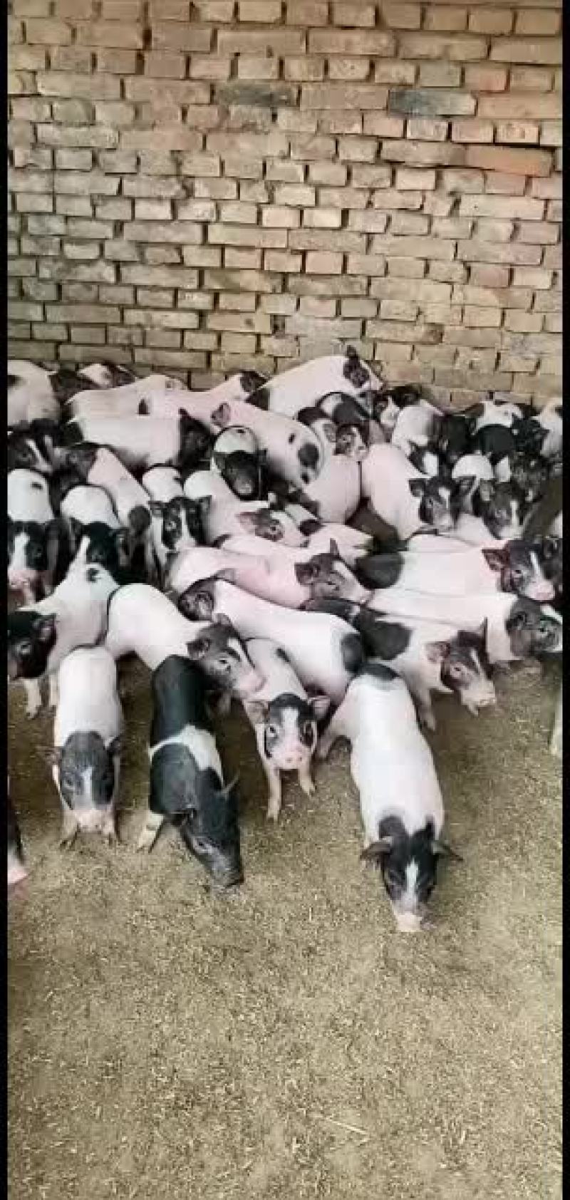 巴马香猪，出售中，要的联系