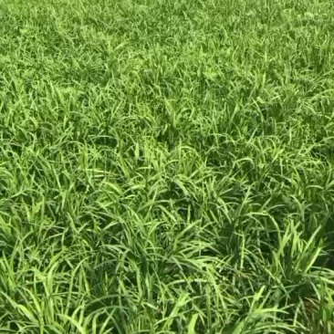 大叶韭菜喜欢的老板就联系谢谢
