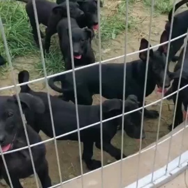 精品黑狼幼犬公母都有喜欢的联系