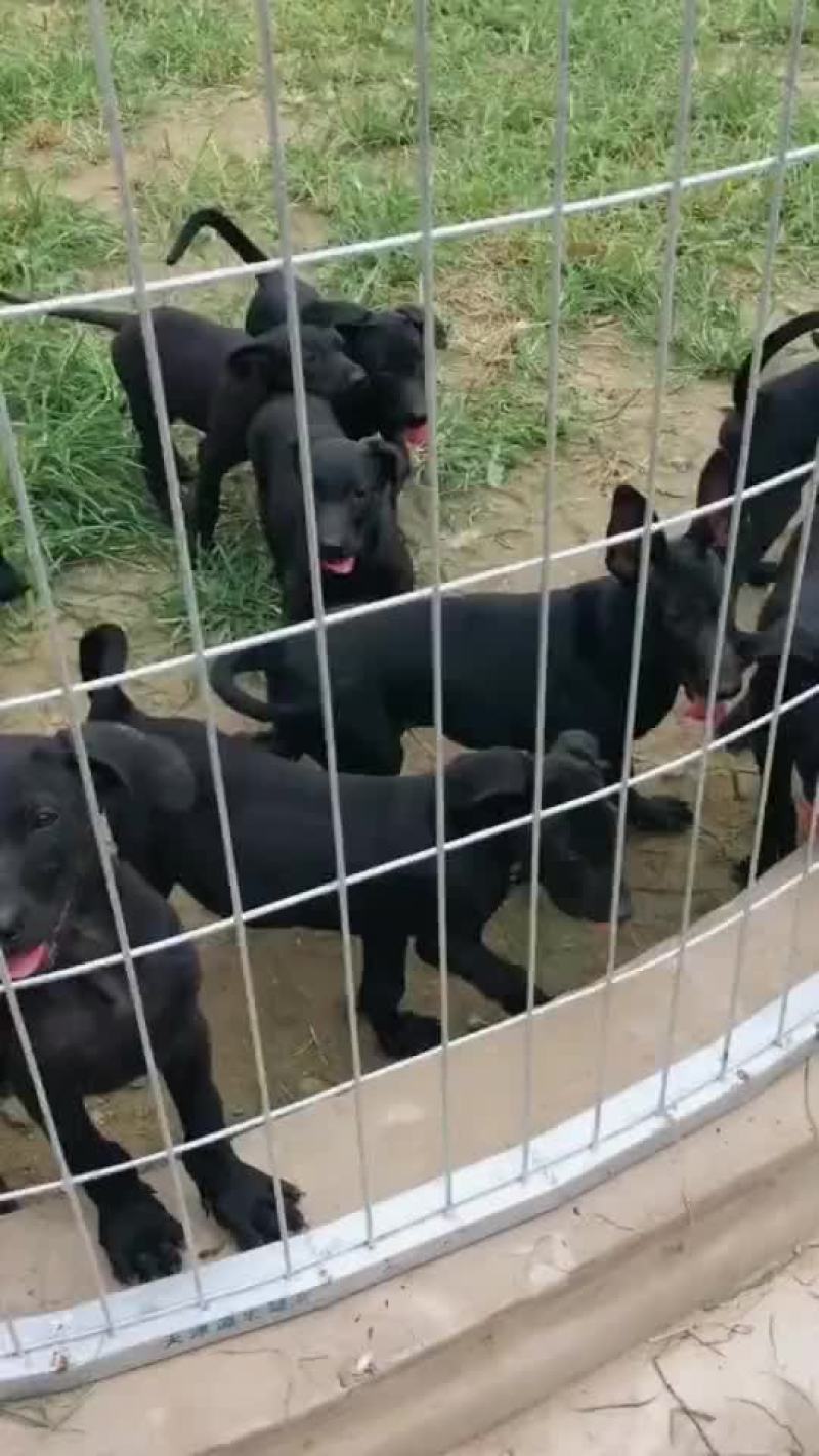 精品黑狼幼犬公母都有喜欢的联系