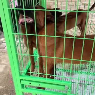 精品爆红马犬幼犬公母都有