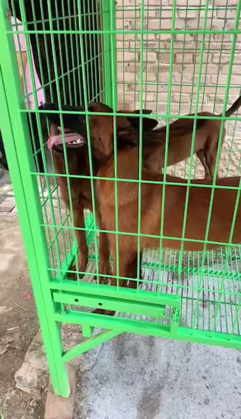 精品爆红马犬幼犬公母都有