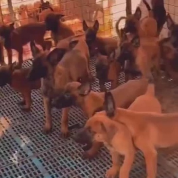 精品爆红马犬幼犬公母都有