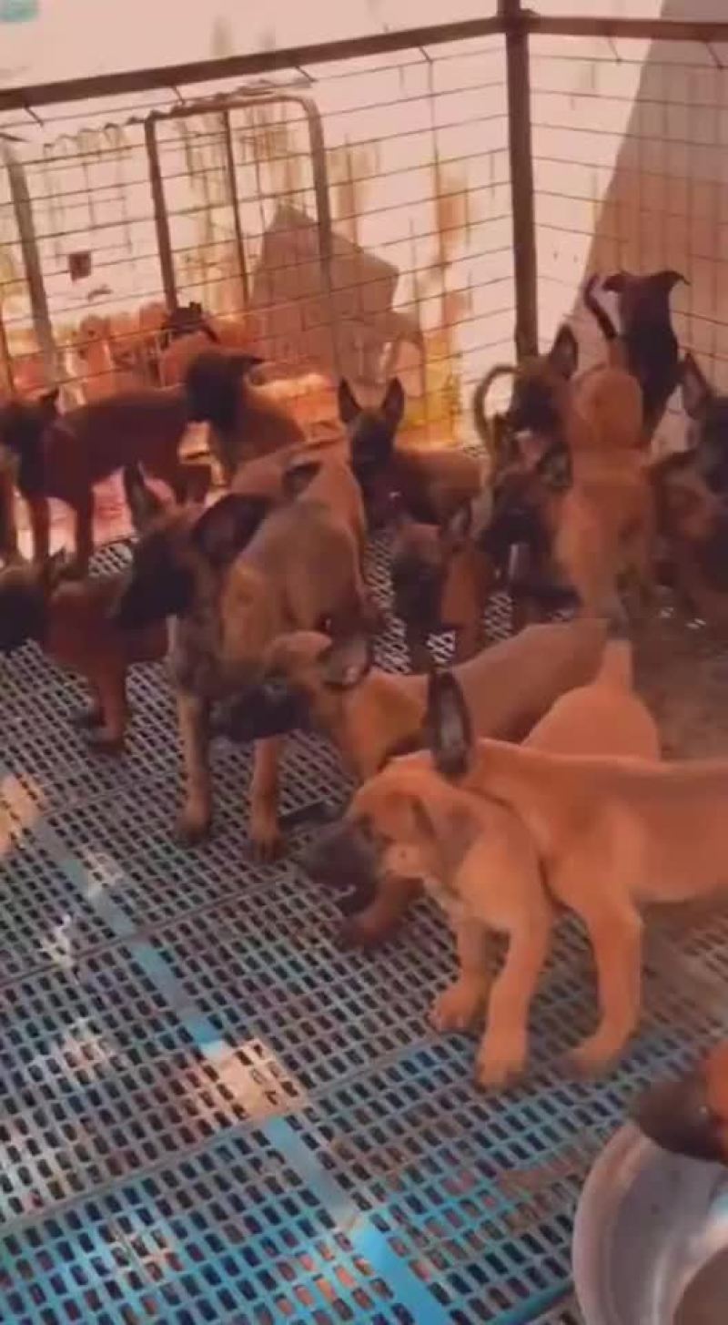 精品爆红马犬幼犬公母都有