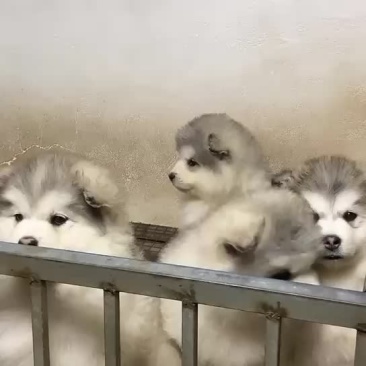 精品阿拉斯加幼犬公母都有
