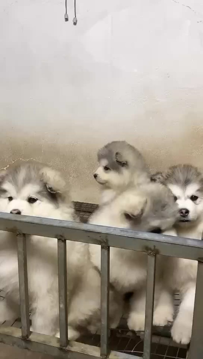 精品阿拉斯加幼犬公母都有